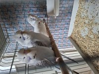 Kaliteli jumbo muhabbet kuşu yavrular