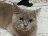 Ücretsiz Sahiplendirilecek British Shorthair