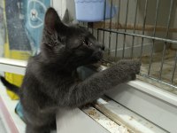 2.5 aylık erkek russian blue