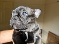 Yeni aileye hazır french bulldog yavrular