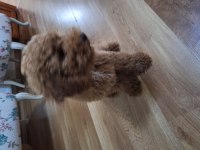 Yeni yuvasını arıyor erkek poodle köpeğimiz