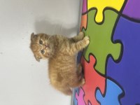 Scottish fold erkek yavrular yeni evleri için hazır