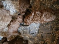 Toy poodle
