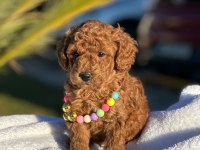 A kalite minyatür boy toy poodle bebeklerim