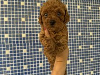 Teacup poodle bebekleri