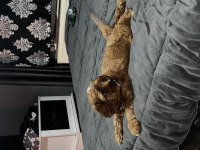 A kalite çok sağlıklı maltipoo