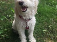 AKILLI MALTESE KIZIM