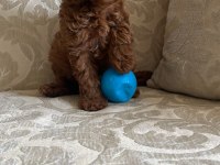 Toy poodle 2 aylık