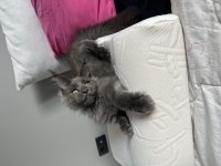 Ayşe ARIK FARKIYLA Maine Coon