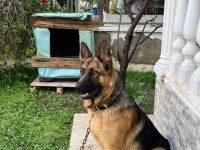 8 Aylık Erkek Alman Kurdu Masrafsız Akıllı Yavrumuz