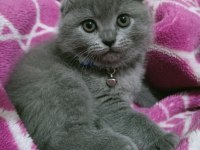 Top kafa ayı surat scottish fold oyuncu bebeğimiz
