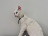 Mavi gözlü beyaz tekir kedi 5 aylık dişi