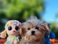 Minik Morkie Yavrularımız
