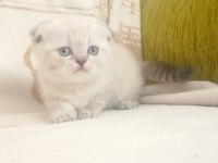 40 Günlük Blue Point Yavru Kediler