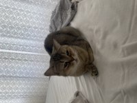 Melez Dişimiz