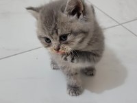 3 aylık İran kedisi