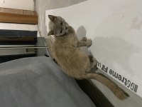 Ücretsiz British Shorthair Sahiplendirme Sokakta Bulundu