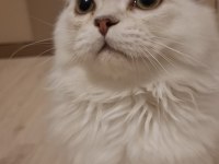 Yavru British Longhair