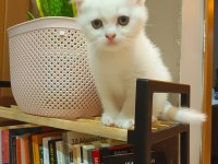 Pamuk british oğullarım