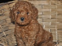 Toy Poodle Bebekler