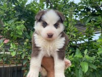 Sibirya husky yavrularımız