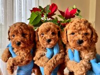 Muhteşem kalitede toy poodle yavrularımız