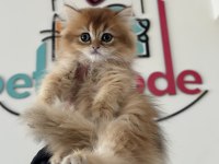 Kart postal gibi golden longhair British