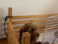 EVDEN SAĞLIKLI POODLE