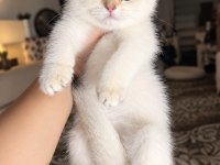 British Shorthair Golden Point Mükemmel Erkek Bebek
