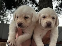 Şampanya labrador jelibonlar