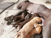 Anne cane corso baba labrador ücretsiz sahiplendirme