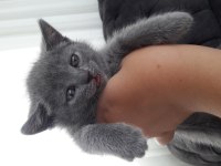 Minik british shorthair kız ailesini bekliyor
