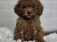 Toy Poodle Köpekleri