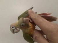 Her Renk Turkuaz Pineaple Cinnemon Greencheck Konur
