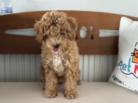 Petmode köpek çiftliğinde wc eğitimli maltipoo