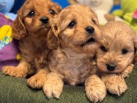 BABY FACE RED MALTİPOO YAVRULARIMIZ