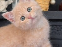 British shorthair 55 günlük