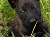Malinois enerji ve heyecan