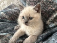British Shorthair 50 günlük bebekler