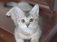 Black Golden British Shorthair tatlılık