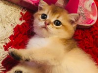 Güzeller güzeli british bebeklerim yeni ailelerini bekliyor