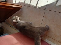 Isparta merkezde british shorthair