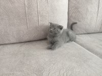 Acil Yavru scottish fold