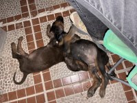 İzmir merkez de Doberman yavrusu