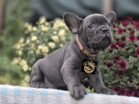 Özel renkler French Bulldog yavrularımız