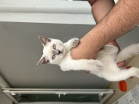 Blue point 5 aylık kedimiz