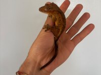 Crested gecko