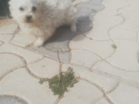 Sus köpeği