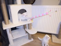 British shorthair ve scottish fold yavru kediler