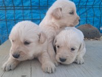 Dişi erkek golden retriever